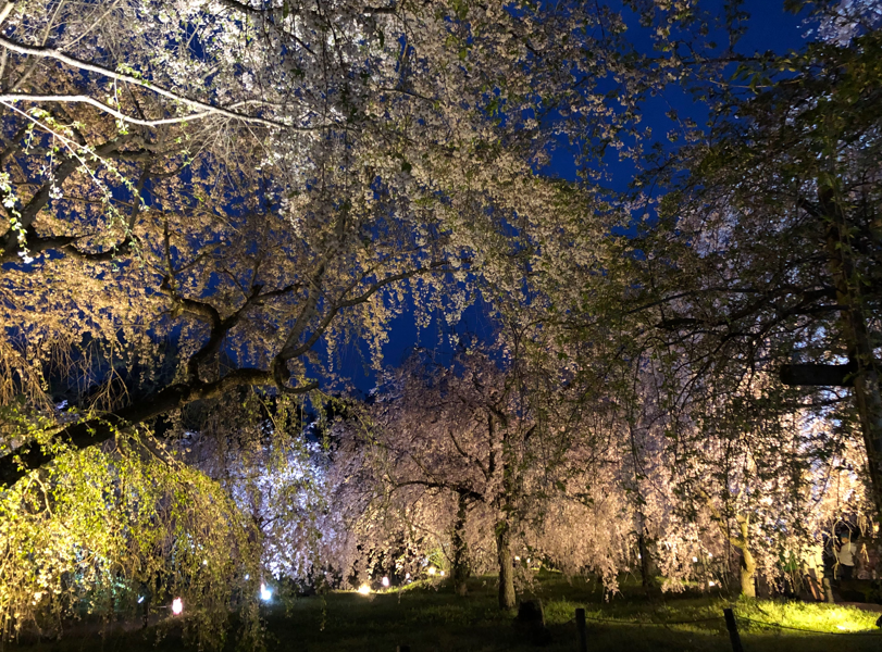 京都市立植物園の夜桜の写真