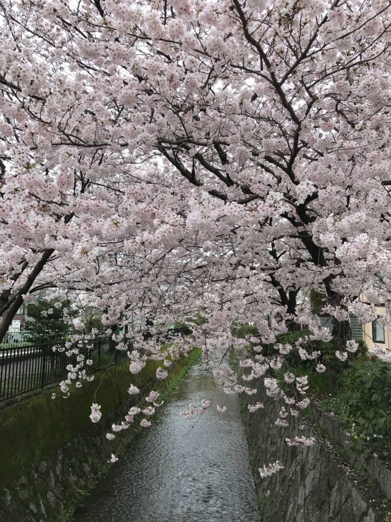 白川疎水の桜の写真
