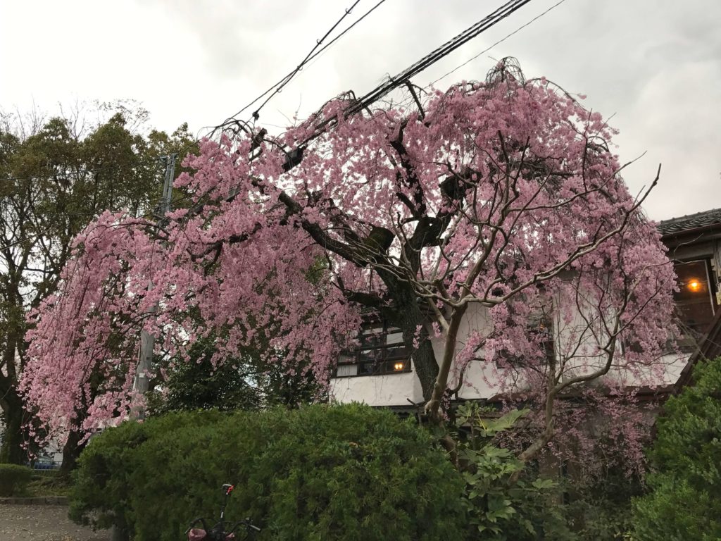 銀月アパートメントの桜