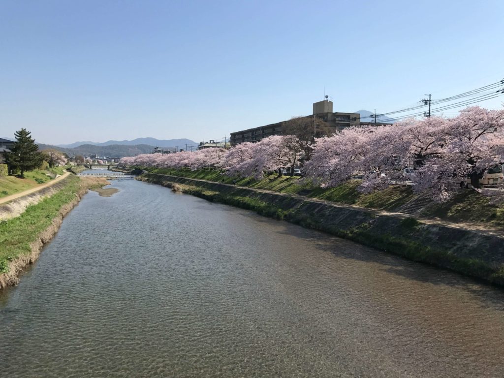 高野川の桜の写真