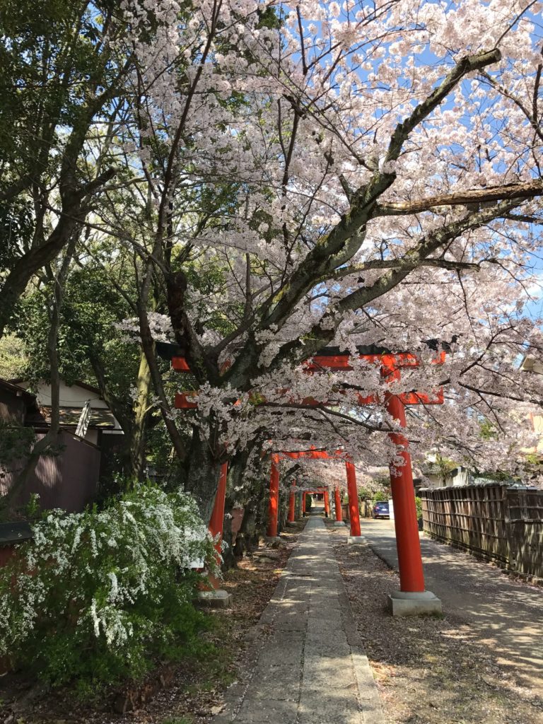 竹中稲荷神社の桜の写真