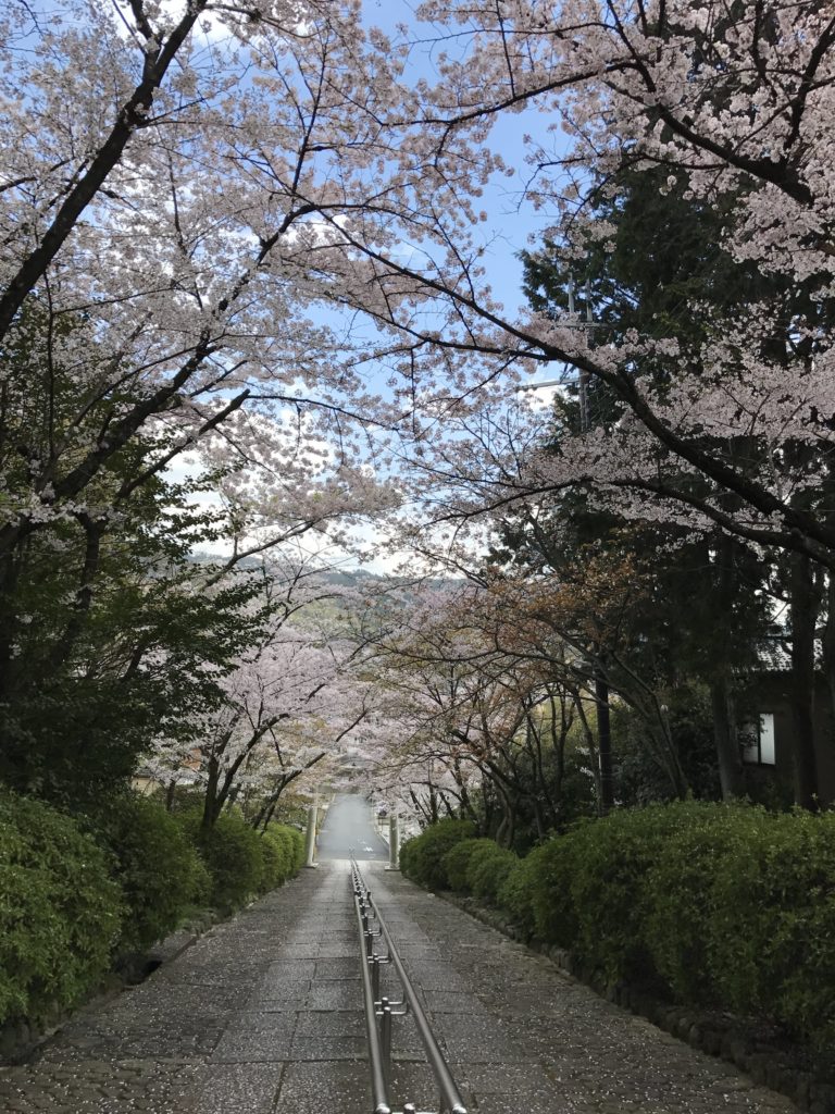 吉田山の桜の写真