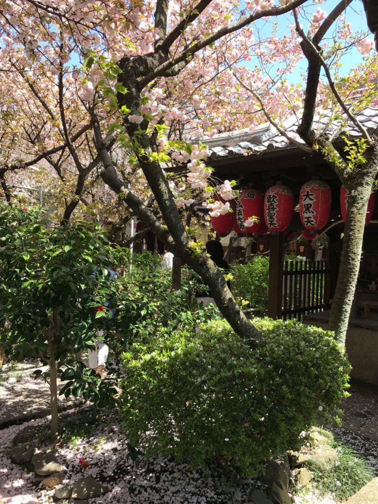 雨宝院の桜の写真