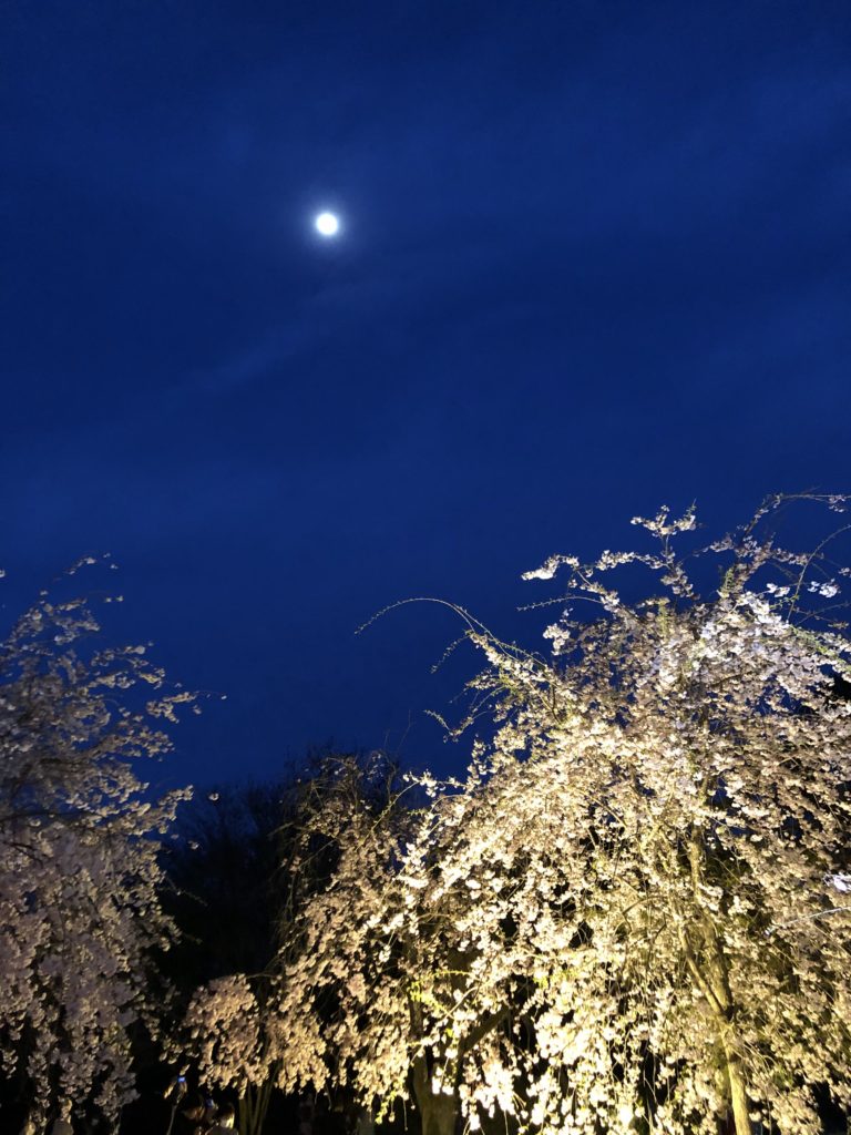 夜桜と月の写真